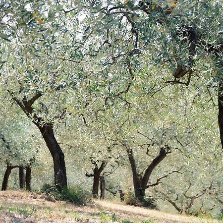 B&B Lavanda E Rosmarino Ασίζη Εξωτερικό φωτογραφία