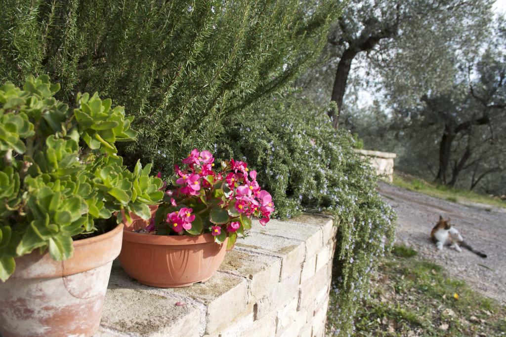 B&B Lavanda E Rosmarino Ασίζη Εξωτερικό φωτογραφία