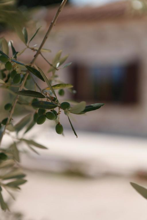 B&B Lavanda E Rosmarino Ασίζη Εξωτερικό φωτογραφία