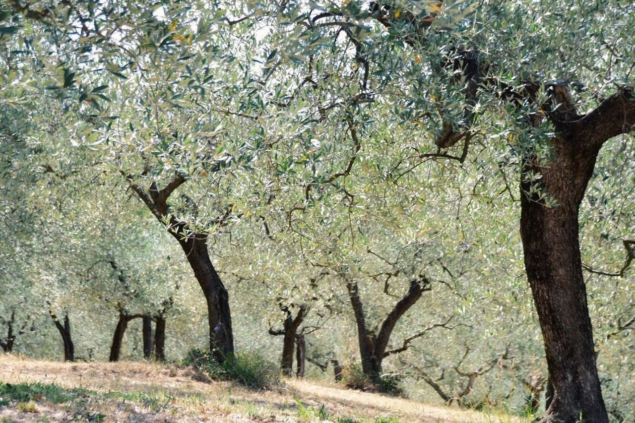 B&B Lavanda E Rosmarino Ασίζη Εξωτερικό φωτογραφία