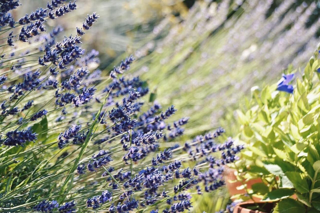 B&B Lavanda E Rosmarino Ασίζη Εξωτερικό φωτογραφία