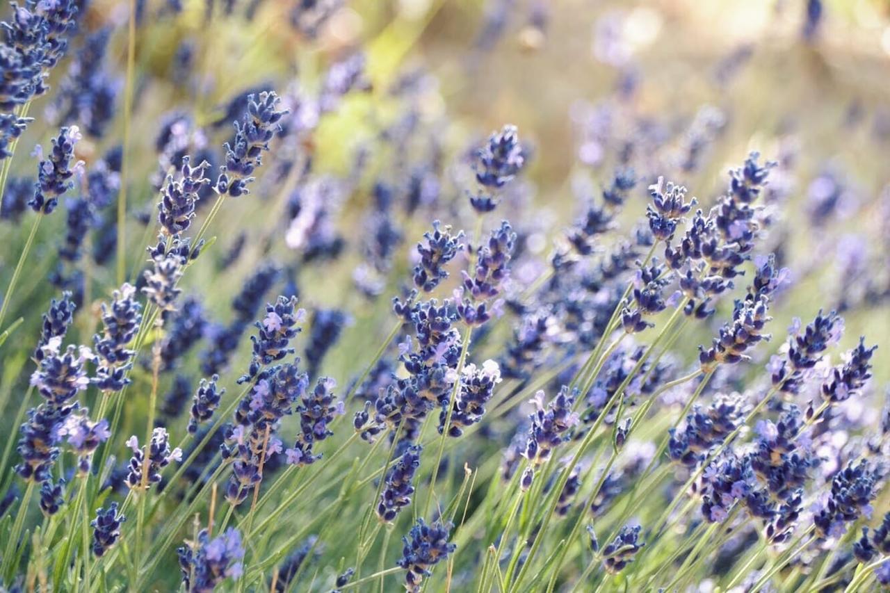 B&B Lavanda E Rosmarino Ασίζη Εξωτερικό φωτογραφία