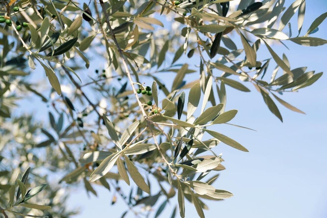 B&B Lavanda E Rosmarino Ασίζη Εξωτερικό φωτογραφία